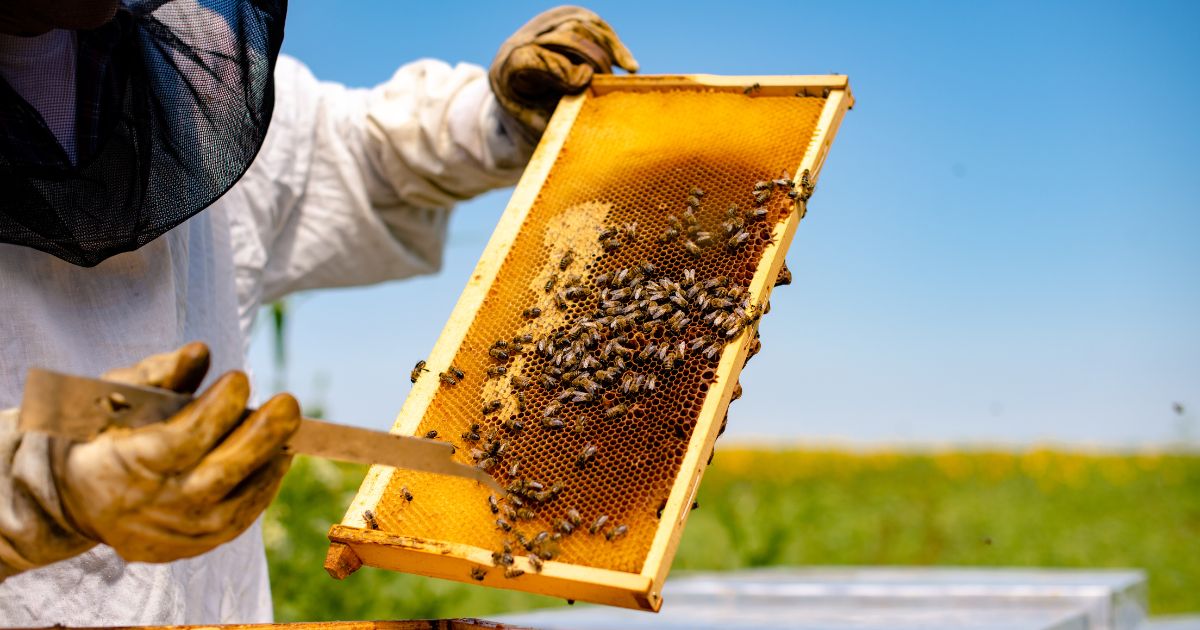  Essential Tips for Beekeepers