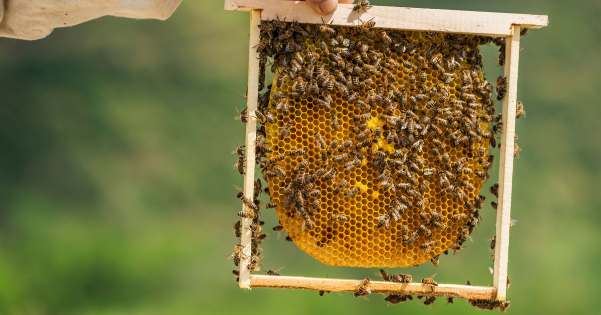 Easy Way to Harvest Comb Honey